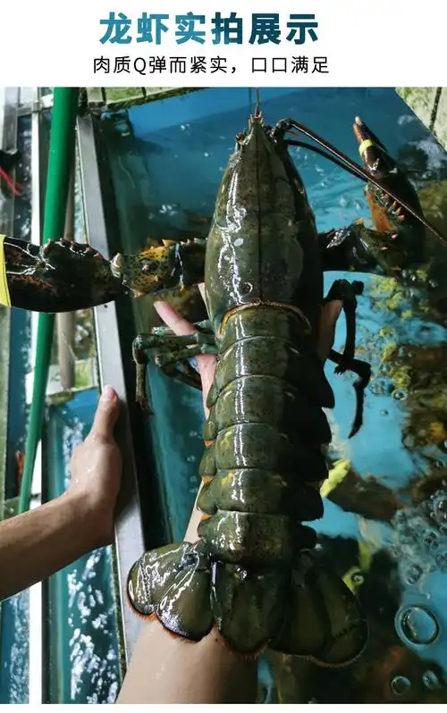 沃鲜客 活冻波士顿龙虾2-15斤1只鲜活冷冻超特大龙虾海鲜水产2-15斤