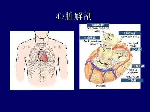 全面课件 心脏解剖 肺动脉瓣 冠状动脉 主动脉瓣 三尖瓣 纤维支架