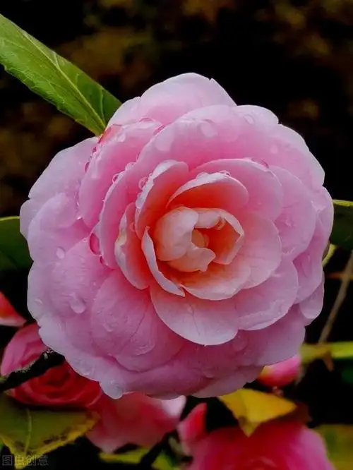 希望爱你直到生命结束,就是你理想的爱(山茶花的花语是什么意思) - 冷