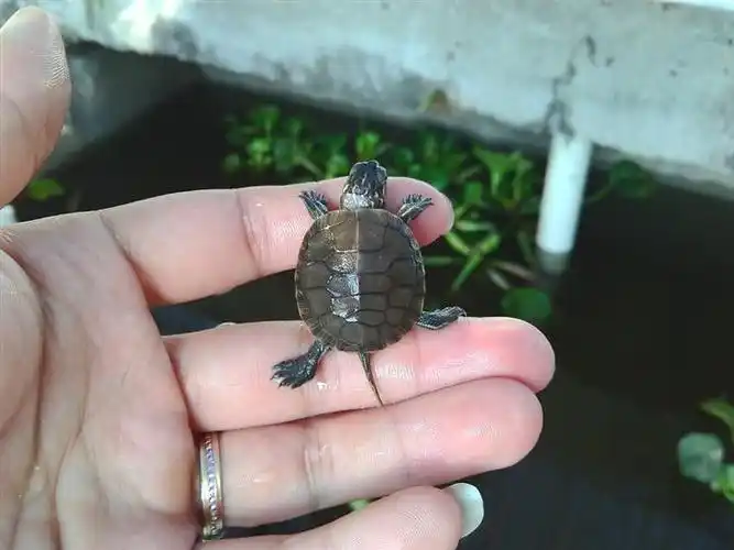 西部锦龟 西锦龟苗3公分保证全品纯正包运输风险