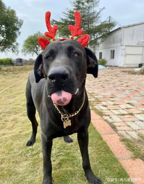 台湾高山犬哪里有卖