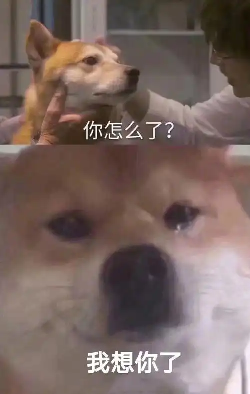 我想你了 - 「你怎么了?柴犬流泪」系列 - 发表情 - fabiaoqing.com
