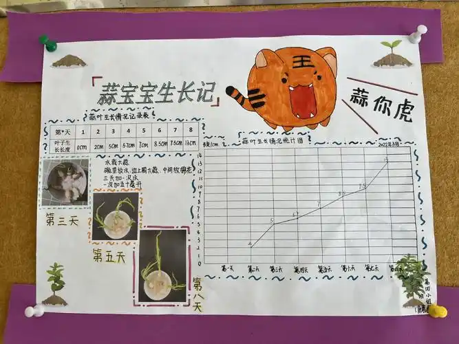 经过两周的观察记录,同学们将蒜苗生长的变化记录在《蒜苗生长记录单