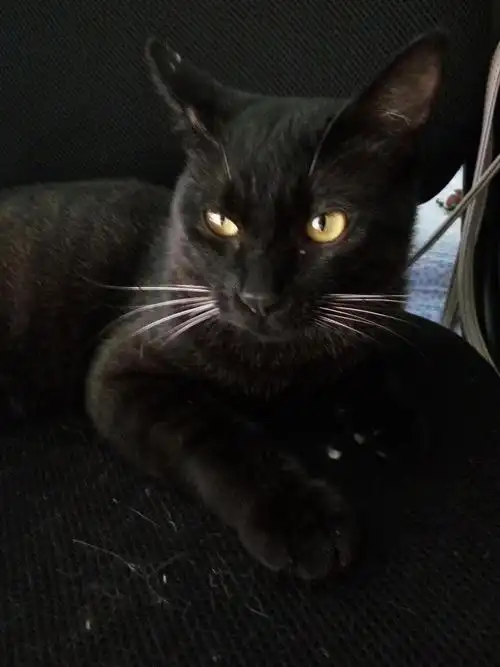 黑猫领养黑色(隐形)狸花猫,就是乍看纯黑色