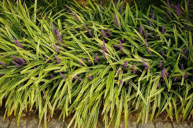 我见到的山东本土植物和园林栽培植物(306-1)金边阔叶山麦冬