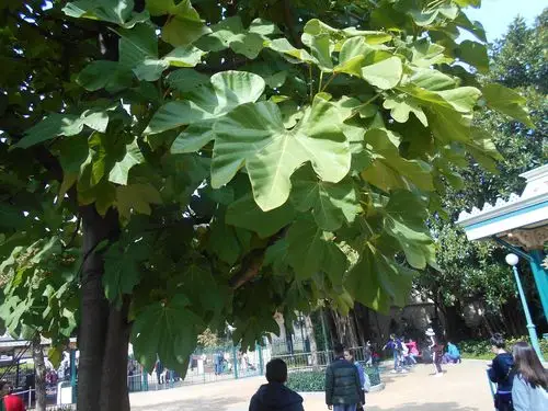 请问这种大叶树是啥树,叶片3裂或更多.