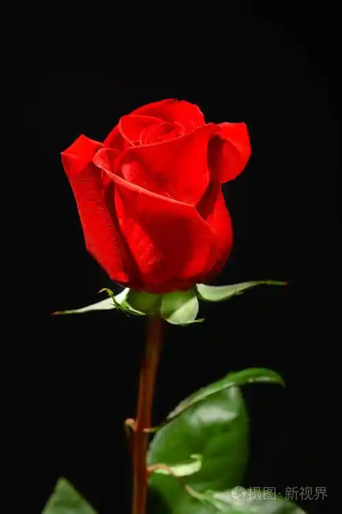 美丽的红玫瑰在黑色背景上