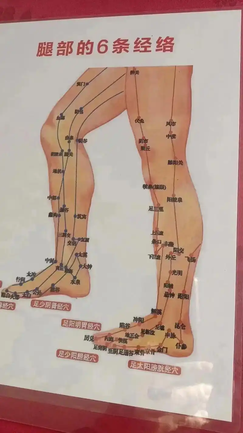 腿有六条经络循行:三阳三阴,阴阳平衡,分别是胃经,膀胱经,胆 - 抖音