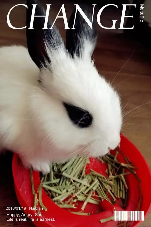 熊猫兔小白高清日常照之小白国际范儿(有高清视频)