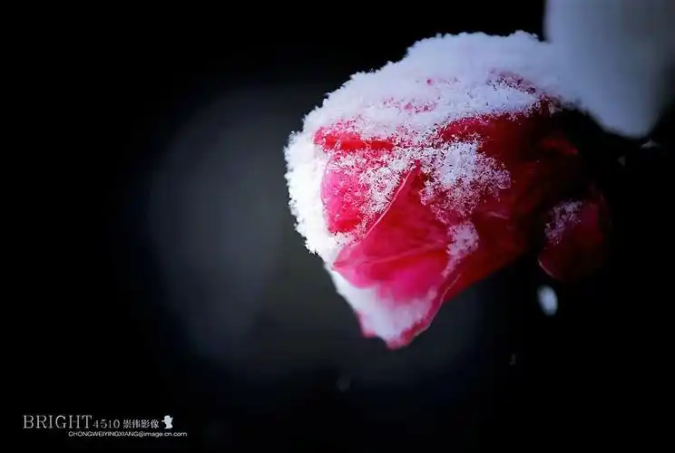 雪域花卉《铿锵玫瑰》献给一线抗击疫情的白衣天使