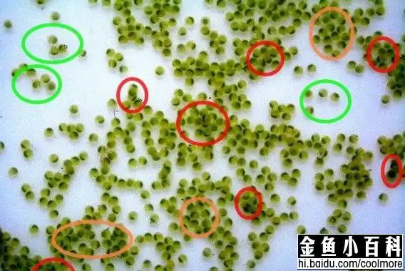 详解金鱼的繁殖