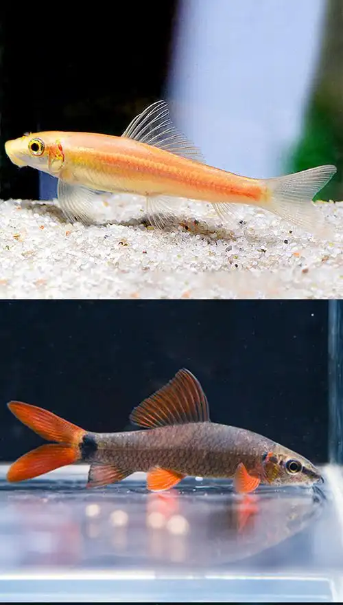 清道夫鱼金苔鼠淡水鱼缸清洁鱼热带观赏鱼吃鱼粪便垃圾清理藻类鱼 粉