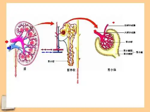尿液的形成和排出 人体细胞获得氧气的过程 人类活动对生物