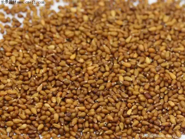 哪里能买到三色堇种子