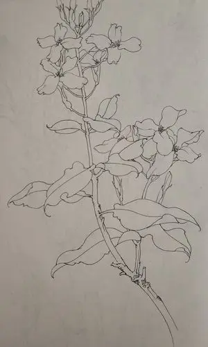 花鸟(写生)手绘小稿