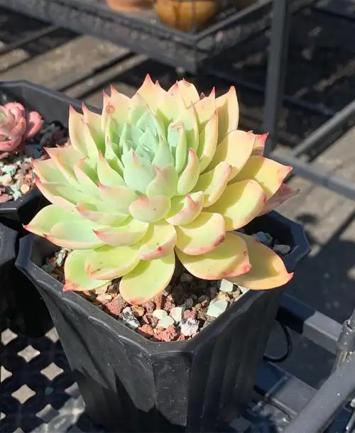 三色堇,不愿住豪宅的主