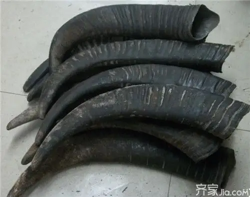 【涨知识】水牛角的功效与作用