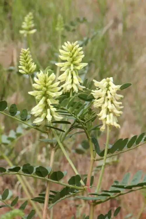 黄芪图片(黄芪图片中药图片)