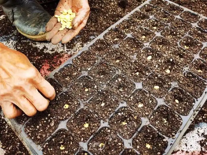 龙池镇贝贝南瓜正在育苗
