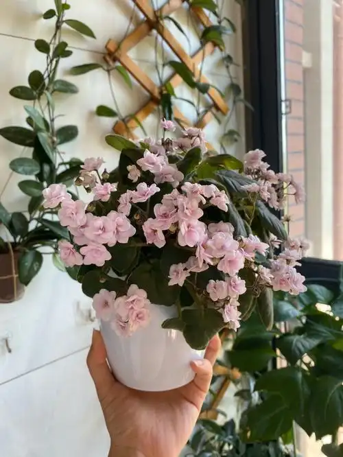 非洲堇之香草垂悬