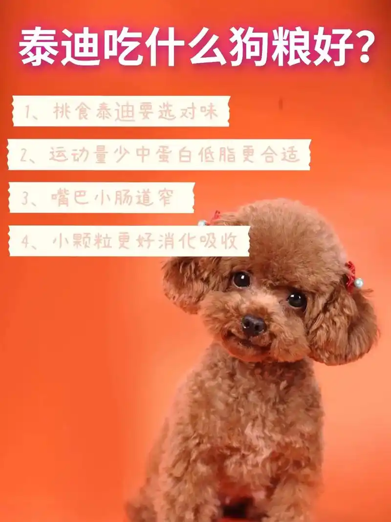 养了十几年的泰迪 总结出的选粮经验!不同阶段要 - 抖音