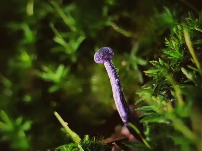 热带雨林生物多样性