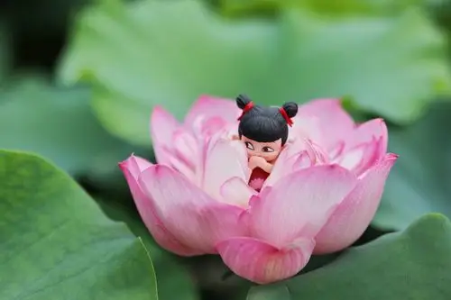 莲花化身~摄于白洋淀