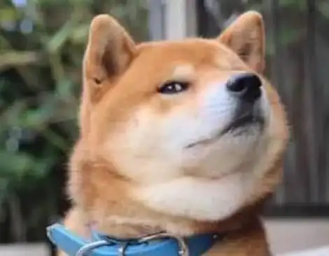 狗头人表情包是什么梗|全民玩梗