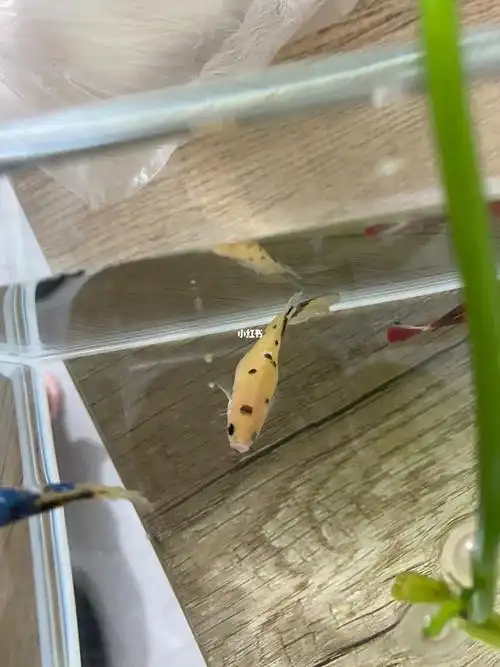 这只小母鱼是腹水还是抱卵啊