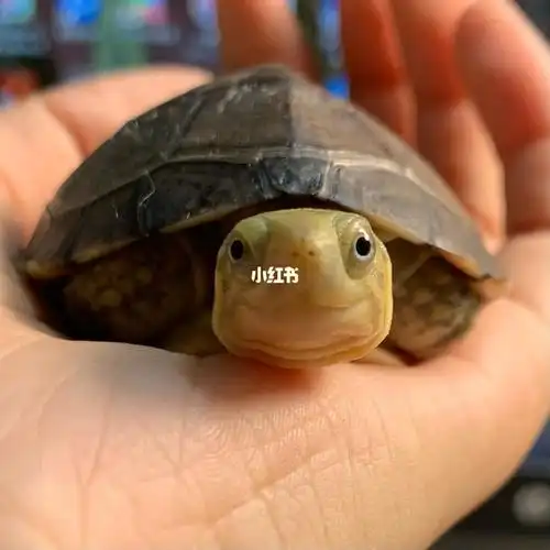 黄喉拟水龟 #黄喉拟水龟小青龟 这只胆子巨小,肯露脸属实给大面子了