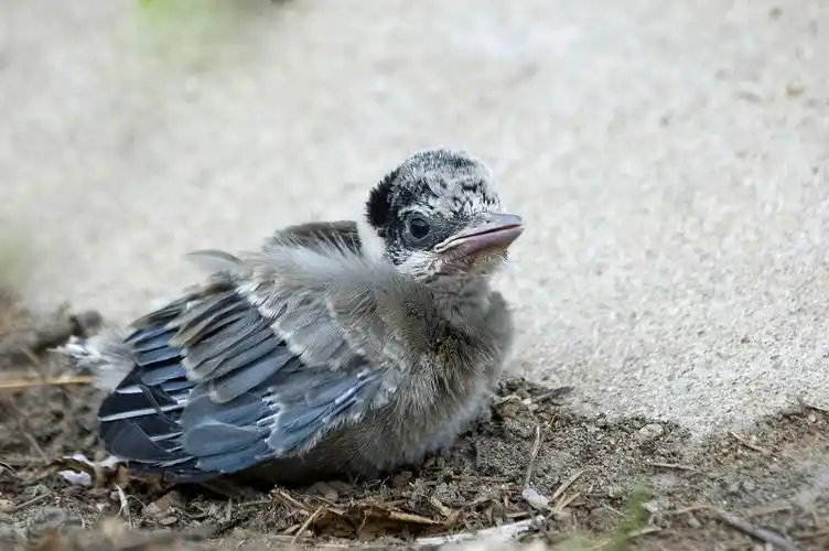 灰喜鹊幼崽