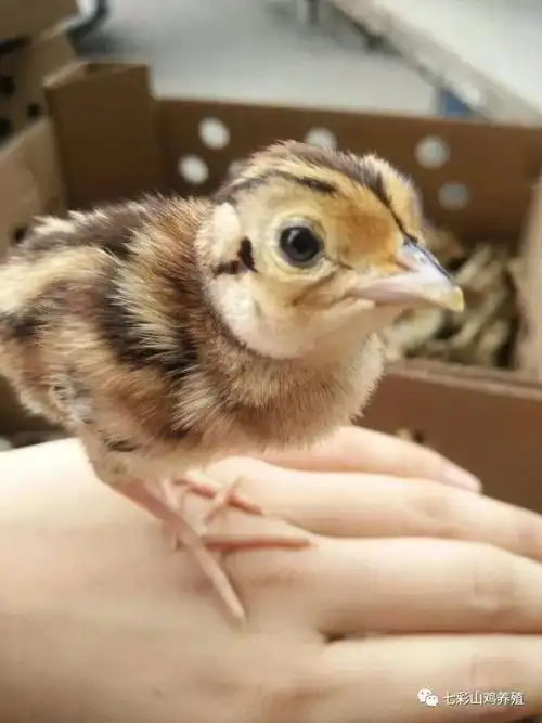 七彩山鸡养殖:0～3周龄雏鸡的疾病预防和控制策略