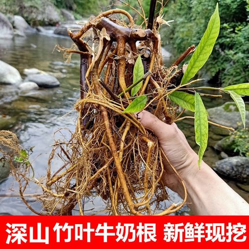 深山新鲜牛奶根500g竹叶白花牛奶子根现挖水边牛乳树根炖汤煲汤料