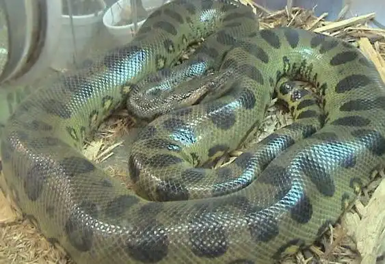 雨林中的霸主森蚺瞬间吞食美洲豹为何濒临灭绝