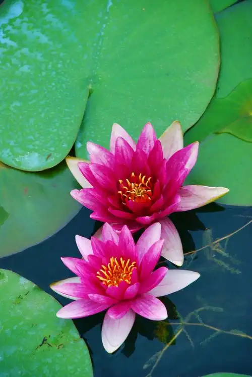 粉色睡莲花,原创拍摄