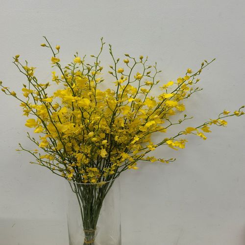 跳舞兰鲜切花新鲜水养家用文心兰插花瓶婚庆花卉花束同城鲜花速递