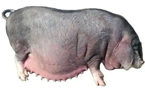 太湖猪是这些猪的统称,以二花脸猪,梅山猪为例,初产母猪的平均产仔数