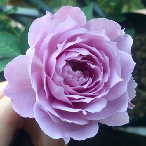 花苗空蒙月季月季花灌木浓香特大盆栽多季开花时令草本花卉