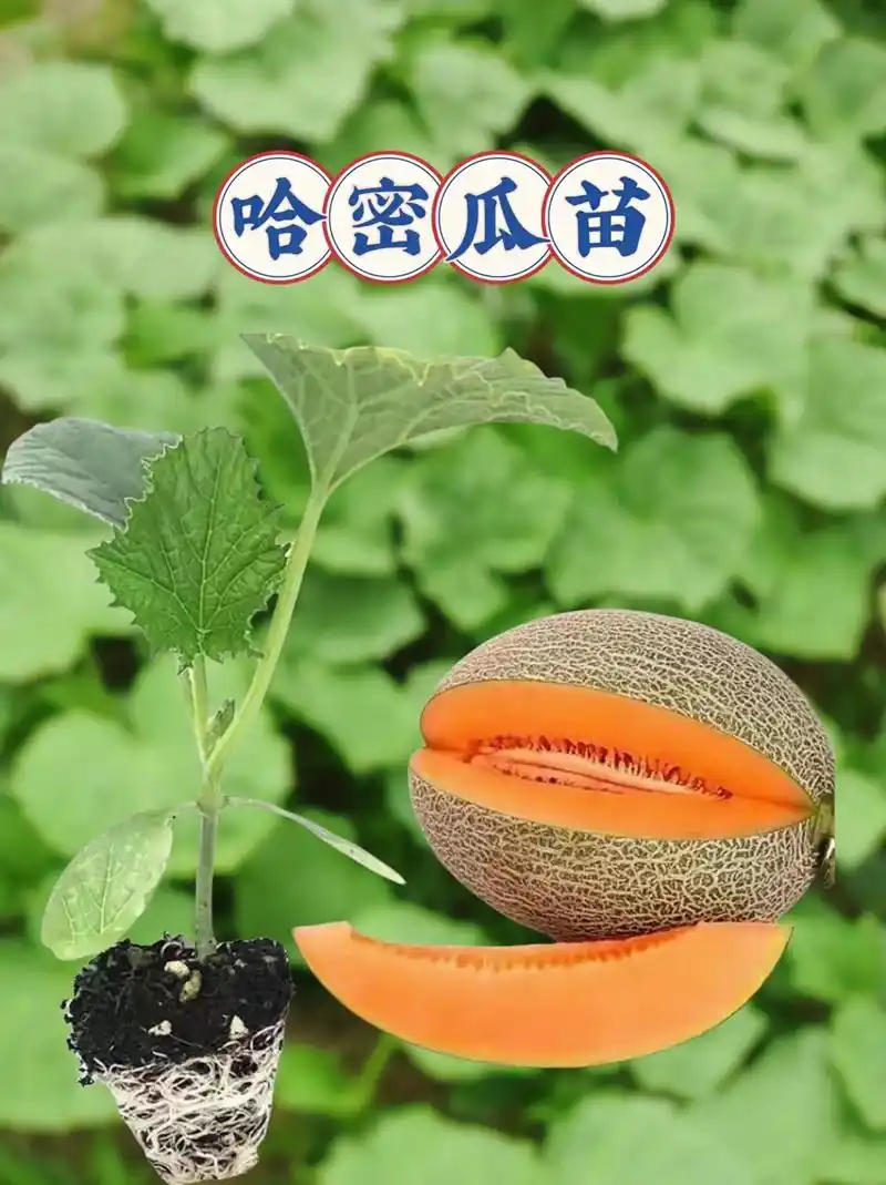 哈密瓜秧苗来啦