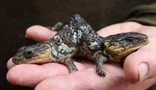 核辐射到底有多恐怖?看完这10张图,你就知道了!