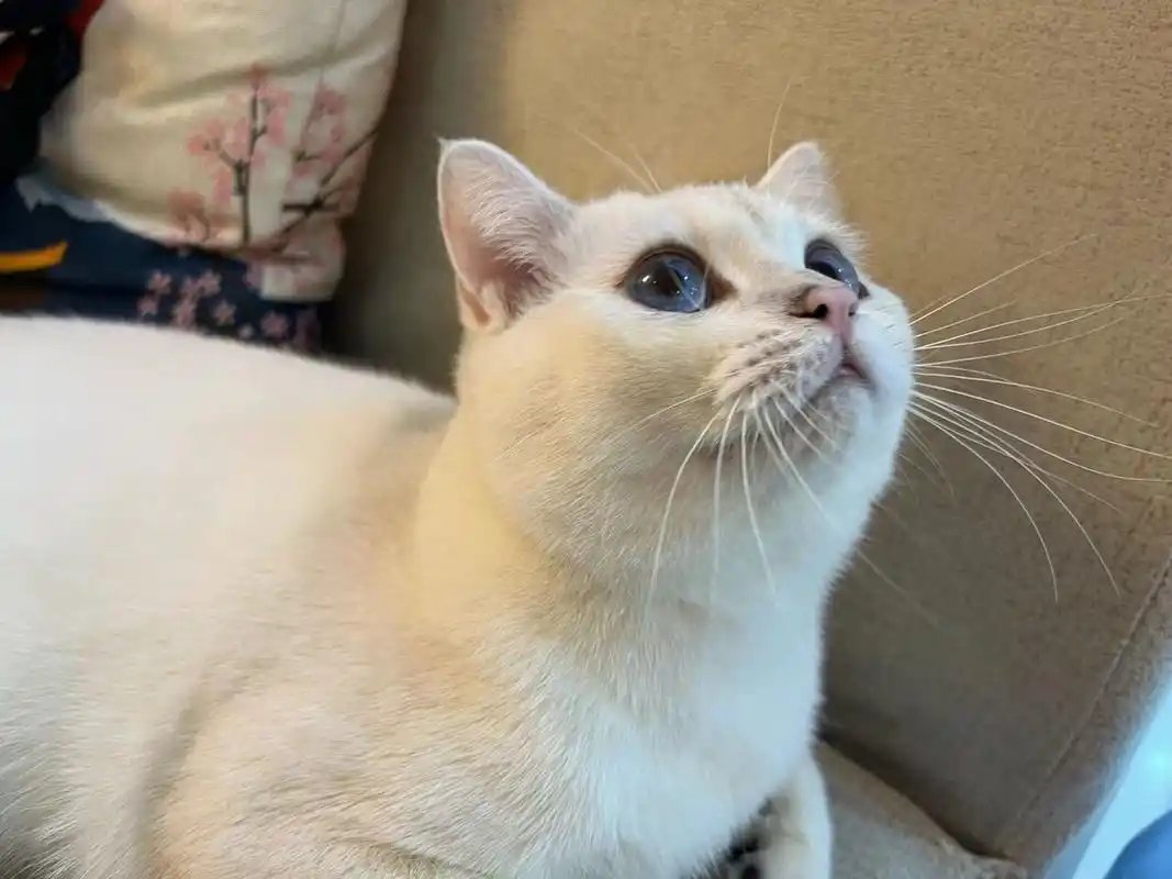 6500买的银点猫咪 6500买的银点猫 现在长这个样子了~大家觉得值吗