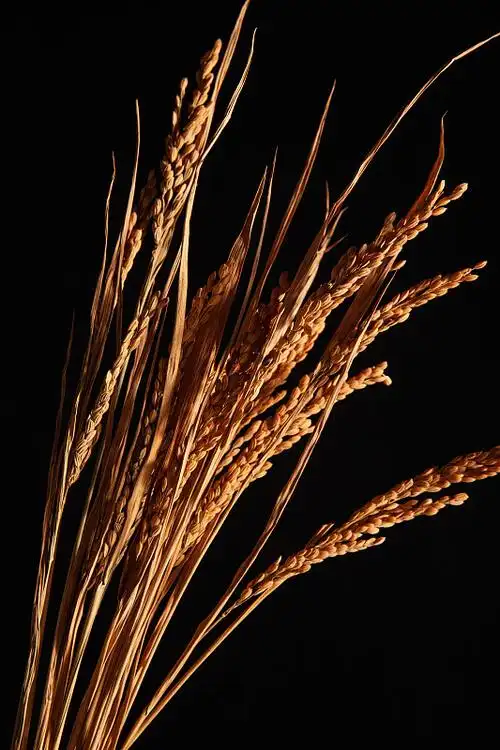 芒种 麦穗 小麦 麦子图片_芒种 麦穗 小麦 麦子高清图片素材库_第2页