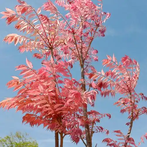 火烈鸟香椿