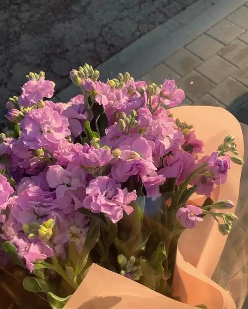 朋友圈背景图 手机壁纸 鲜花 意境图片 ins风简约风格