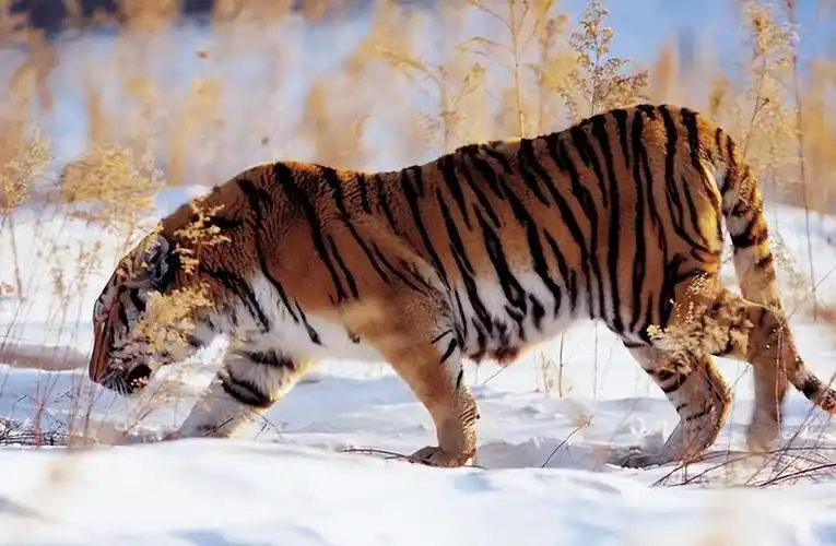 回顾老人收养东北虎幼崽3年后遭施工队强行拆房东北虎相助