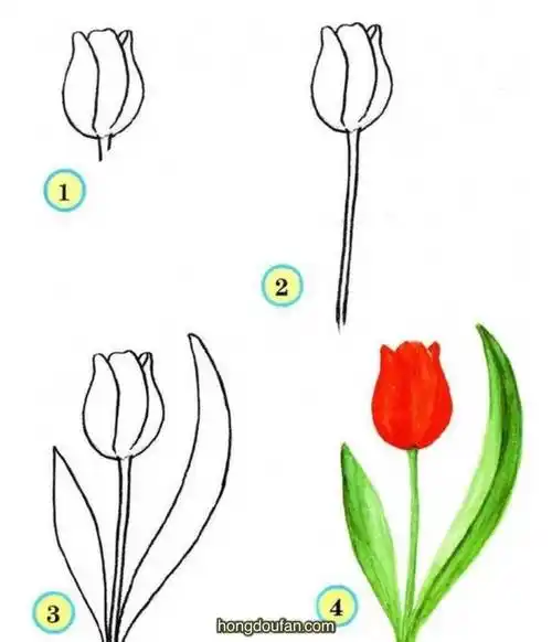 四步画一朵郁金香超级简单画郁金香
