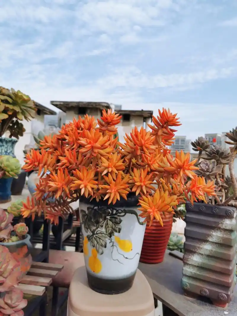 坐标成都,养了2年的加州落日#露养多肉# #多肉植物