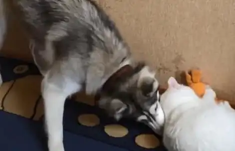 二哈闯祸被主人绑在花盆上,猫咪前去围观,二哈:我不要