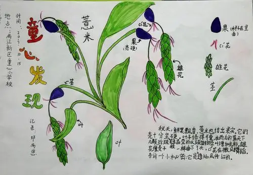 《自然童心植物图鉴》之薏苡