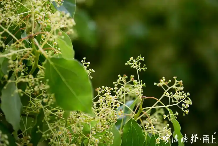 樟树属于常绿大乔木,市民习惯称为香樟,每到4月下旬开花,悄悄地,不动